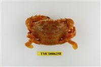 藏品(鈍額蟳)的圖片